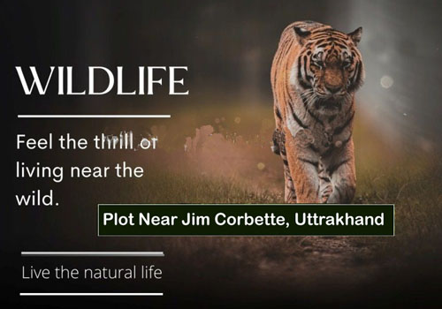 Maraj Realty, Maraj Property, Maraj Plots, Maraj Resort real estate, maraj Resort property in noida, Maraj Realty, India's Largest Real Estate Company, Best Real Estate Company, Best Property Consultant, Real Estate Company, India's Best Real Estate Consultant, Best Property Dealers, Property Websites, Real Estate Website, Jewar Plot, Noida Plot, Plot in Tappal, Plot in Jewar, Plot near Jewar Airport